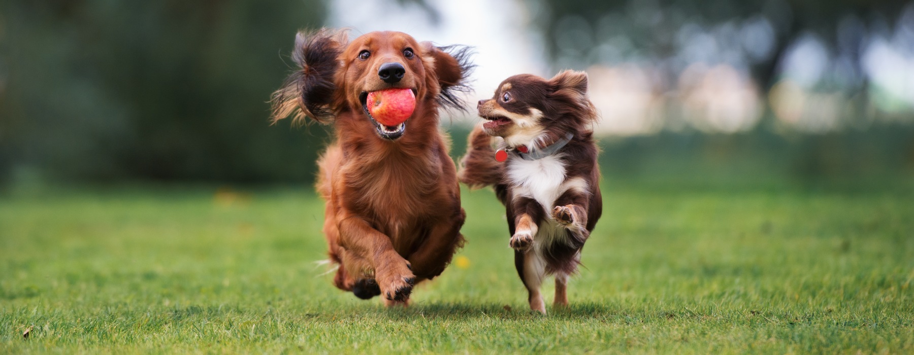 Two small dogs playing at a dog park