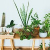 house plants in cozy apartment